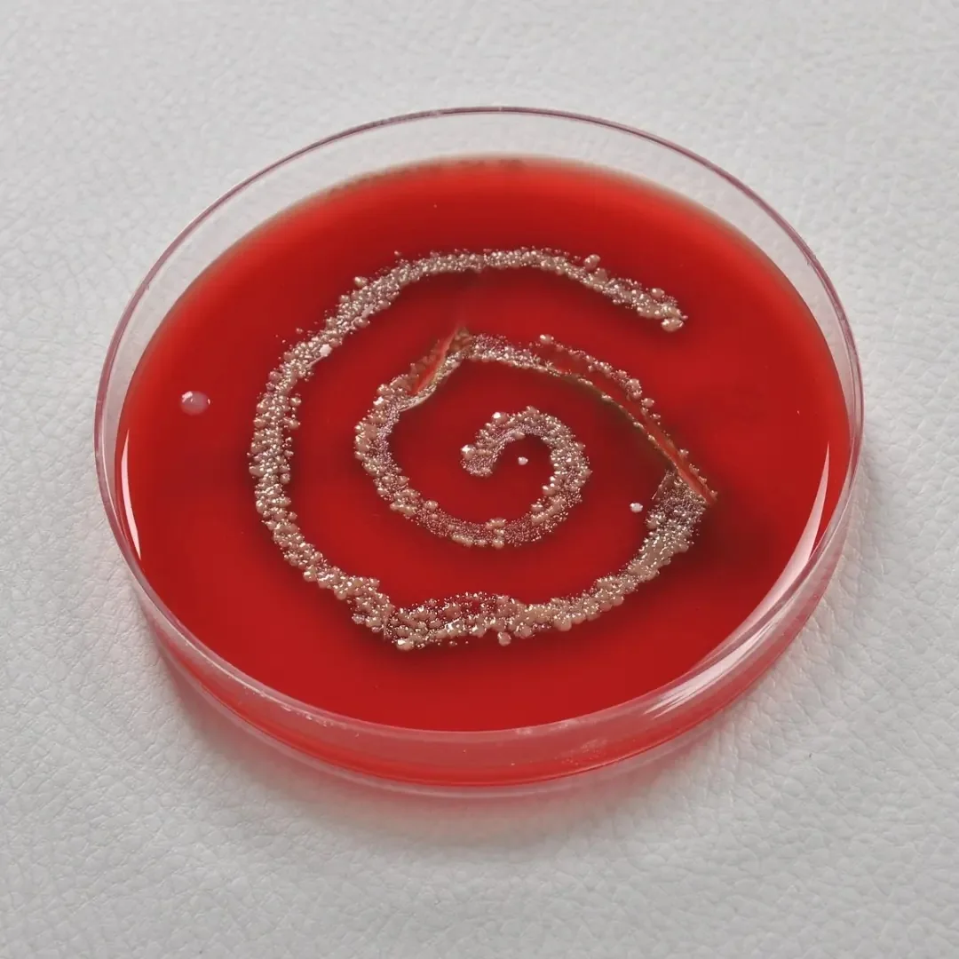 Bio Art